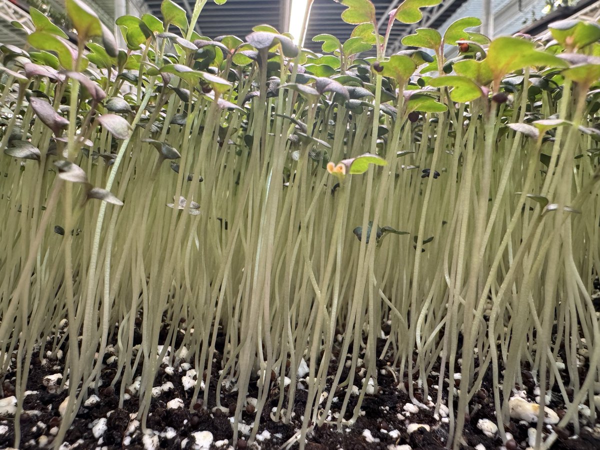 Alexis Ohanian 🗽 tweet media