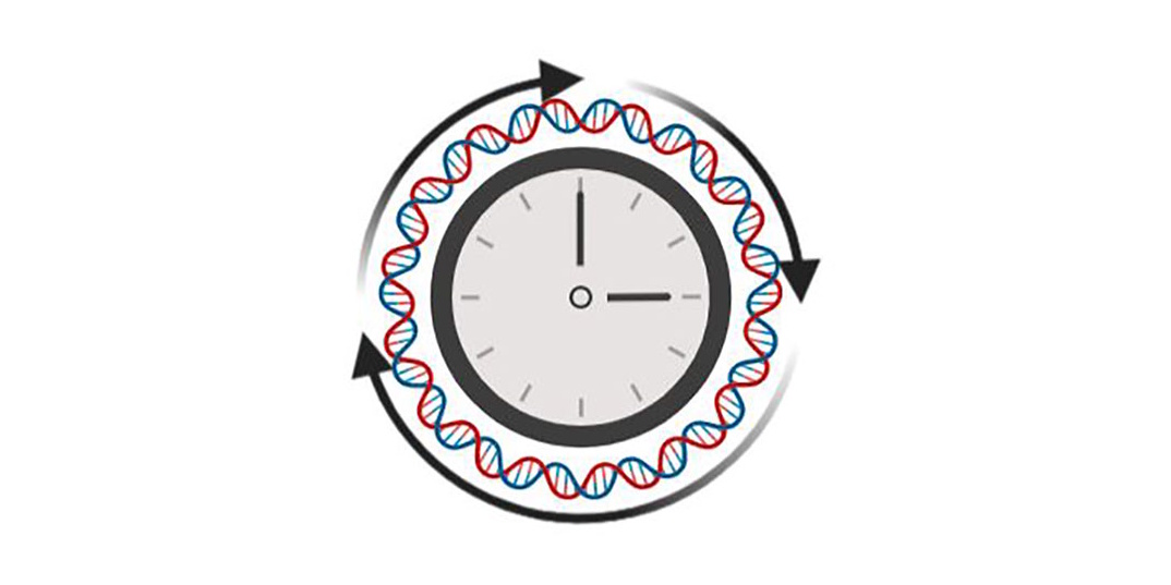 Social contacts and activities are healthy. The richer your social life, the slower the rate at which you age. This is suggested by an American molecular epidemiological study published in Brain, Behavior, &amp; Immunity | Health. ergo-log.com/social-connect…