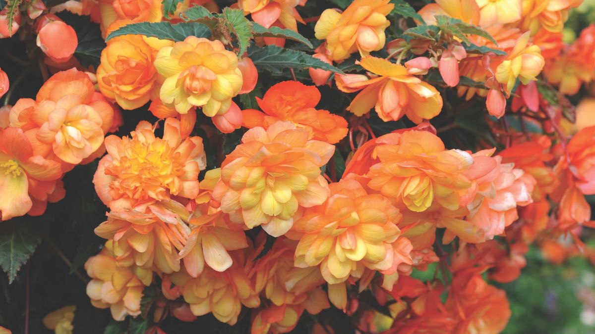 Thompson & Morgan tweet media