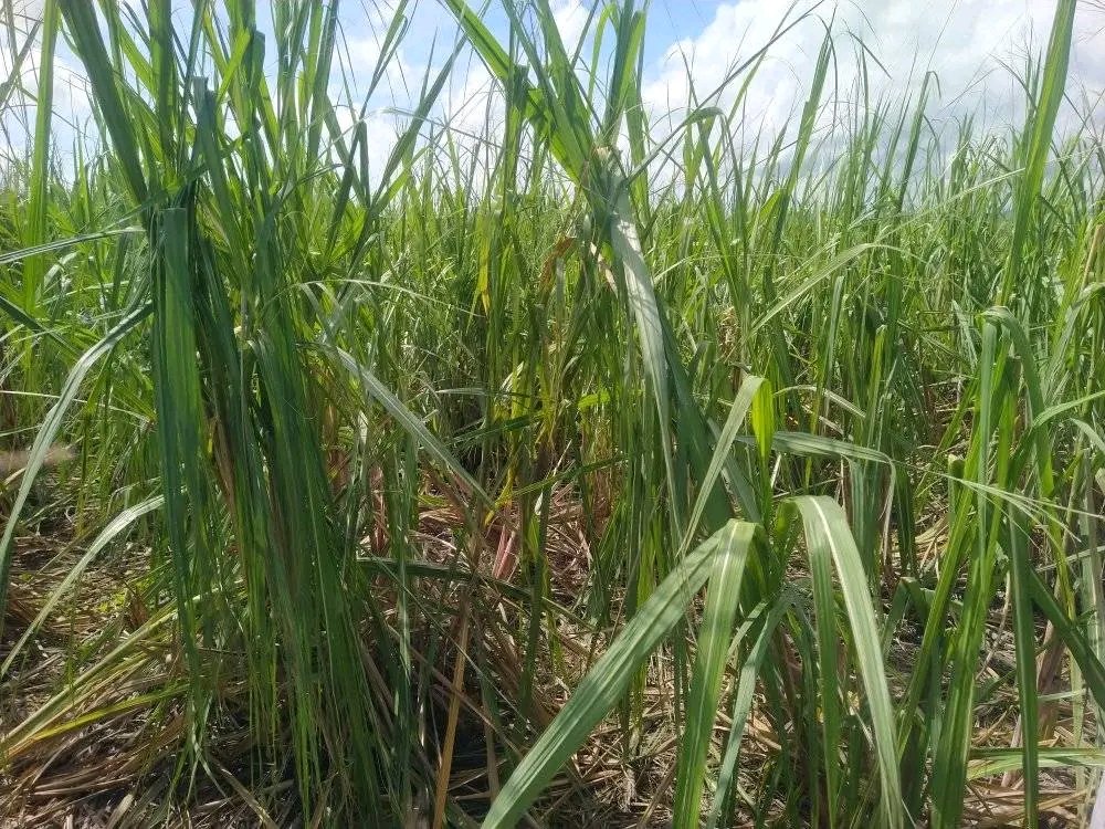 Recorrido del <a href="/GAzcuba/">Grupo Azucarero AZCUBA🇨🇺</a> el Director de Caña el compañero Aquino en la provincia Holguín para de conjunto avanzar en la recuperación de las afectaciones provocada por el huracán Melissa.
#Azucareros 
#JuntosPodemos
#UnidosXCuba