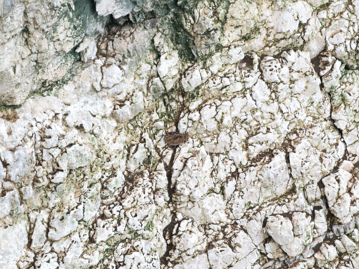 Ian Howard tweet media