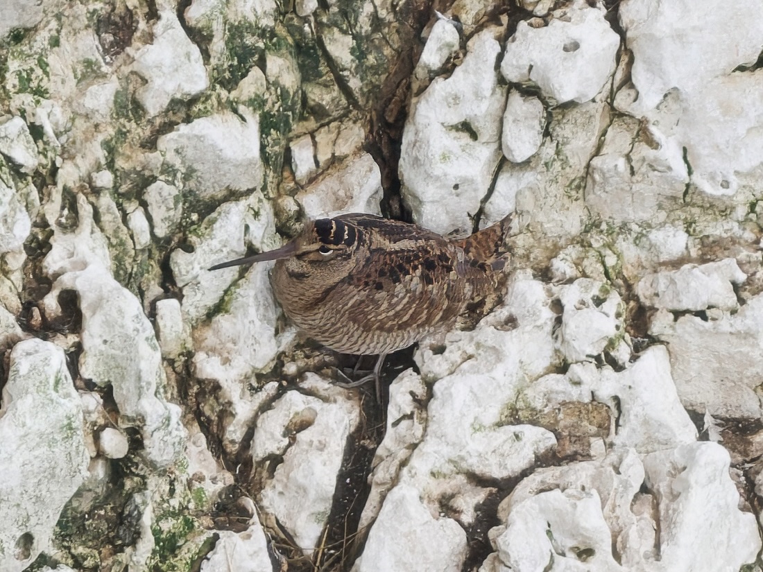 Ian Howard tweet media