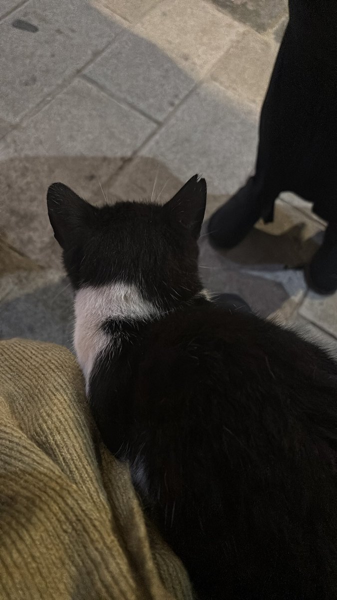 -kediyle ruhumun yaşından bahsederken ben…😀