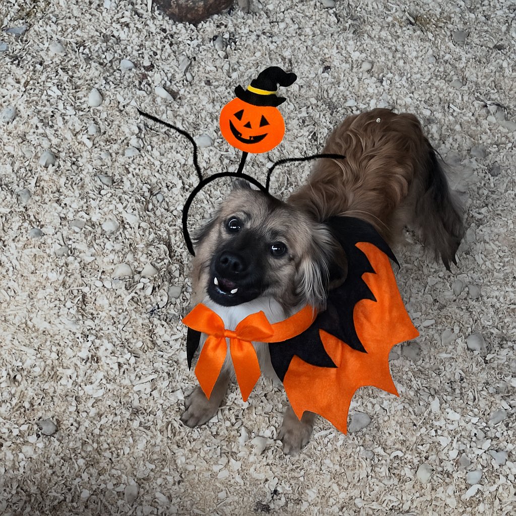 Tomás salió en Halloween disfrazado en busca de su familia… pero todavía no tuvo suerte 💔
Él no busca dulces, busca un hogar lleno de amor 🍬🏠
Tomás es un perrito re juguetón, lleno de energía y de tamaño mediano a chico, ideal para acompañarte en cada aventura 💕
1123750899