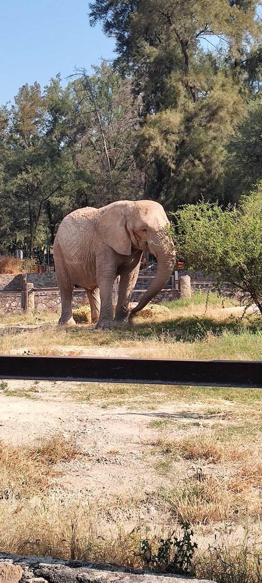 🐘💀 En el ZooLeón celebramos el DíaDeMuertos con un enriquecimiento especial para Mara, nuestra elefante. 🌾 Disfrutó un altar con sus alimentos favoritos y pan de muerto hecho con semillas. 💚 #BienestarAnimal #MaraLaElefante
#DíaDeMuertos #ZooLeón #BienestarAnimal