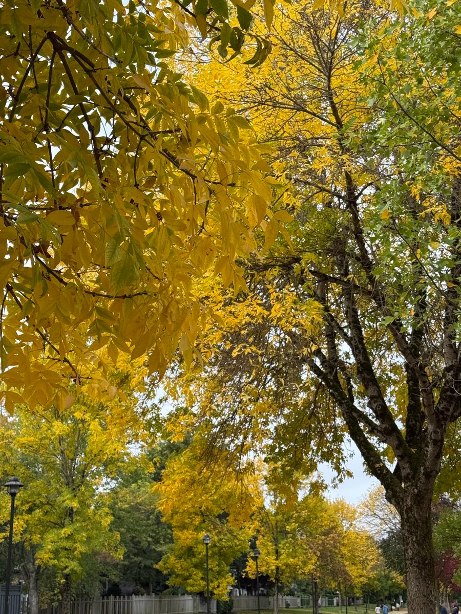 halisumar's tweet image. Out here collecting golden moments 🍁📸Trees are changing, skies are calm, and everything feels peaceful 💫This season is a reminder to slow down and breathe.