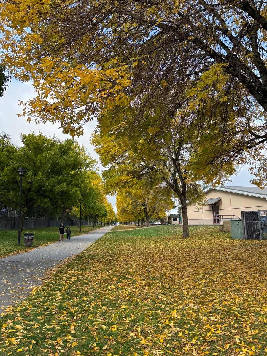 halisumar's tweet image. Out here collecting golden moments 🍁📸Trees are changing, skies are calm, and everything feels peaceful 💫This season is a reminder to slow down and breathe.
