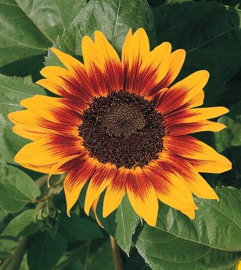 To break up your daily CT scrolling with a fun fact.
Did you know that sunflowers turn their heads to follow the path of the sun across the sky. This process is known as heliotropism. 

GL trenching!