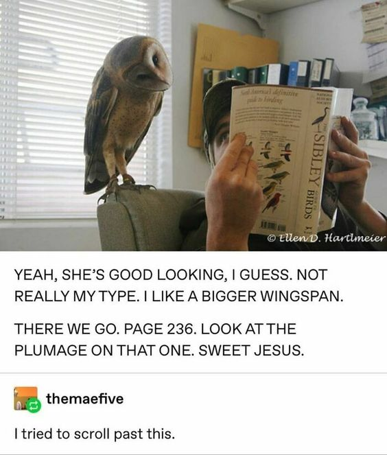 WholesomeMemes tweet media