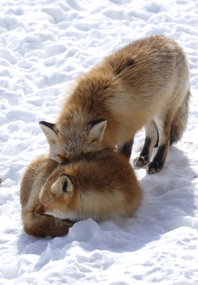 あったけぇ...
#キタキツネ #北きつね牧場