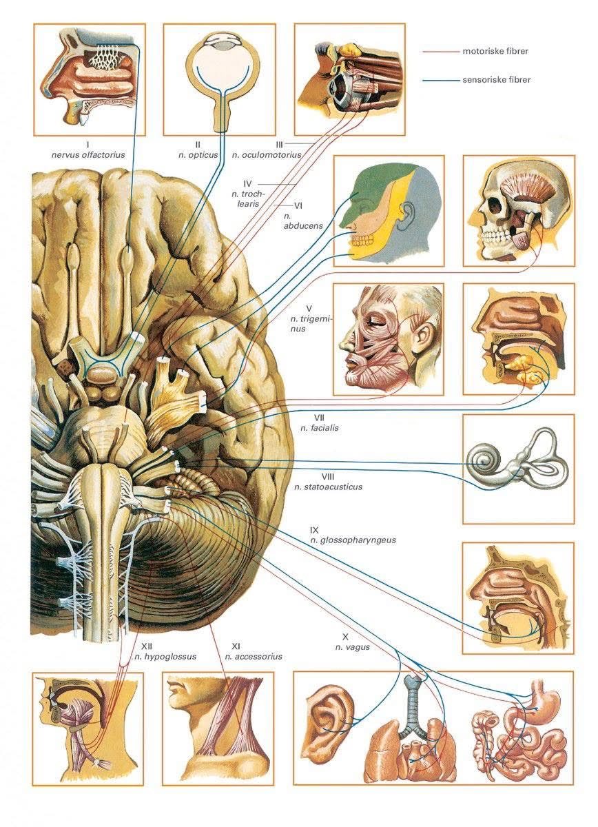 Cranial nerve