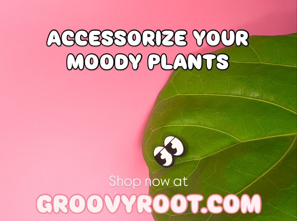 groovyrootco tweet picture
