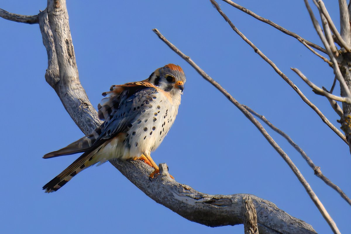 markjohnsen's tweet image. One of the regulars along the Deep Water Channel in Yolo County... An American Kestrel!