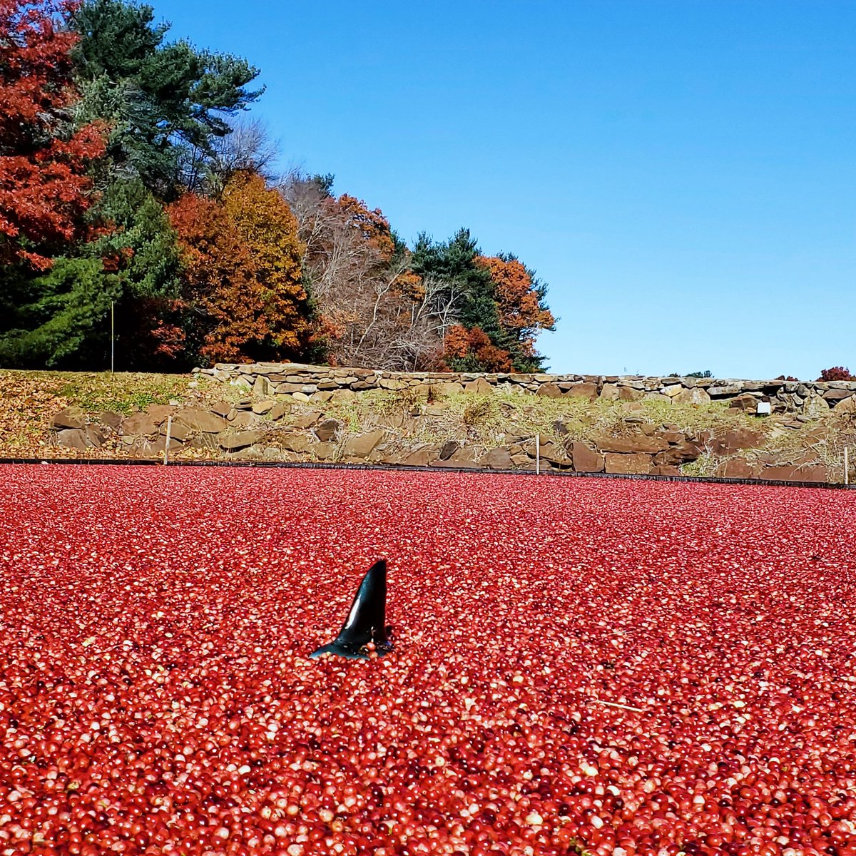 RobertCostaJr's tweet photo. @OceanSprayInc #EatMoreCranberries
🦈 https://t.co/fWHkg0TLvu