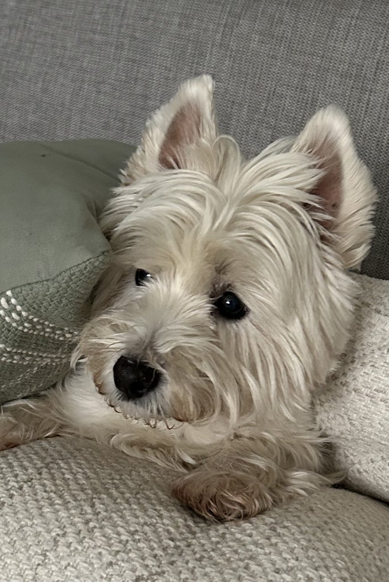 juliebry2020's tweet image. Bastard Fireworks I swear to god ! 🤬 Hope it pisses it down ALL WEEK ! 

#selfishcunts