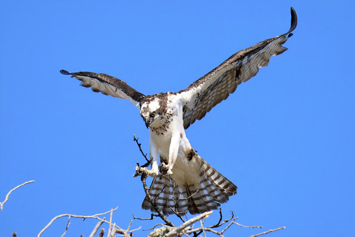markjohnsen's tweet image. An Osprey doing a little home repair at Lake Berryessa.