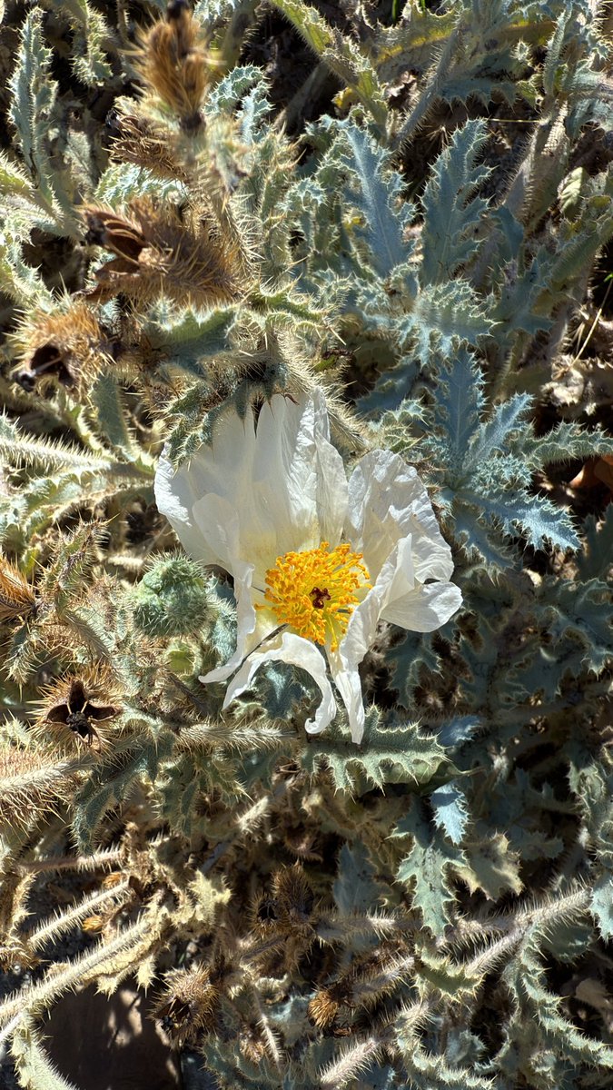 Nature_Is_Not_Metal tweet media
