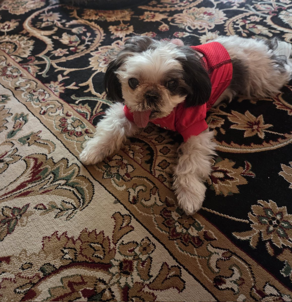 Vanessaslava's tweet photo. Suit up #gabulldogs!
We're ready!!!!!
Goooooo Dawgs! Sick em'! WOOF! WOOF! WOOF!
#dawgs #gafootball
#CollegeGameDay https://t.co/P3eGUGuTjV