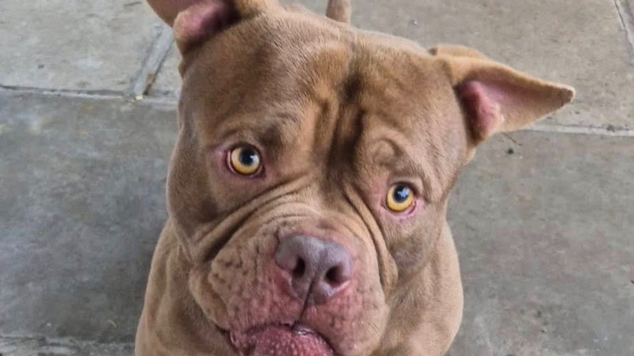 Urgent, please retweet to help these 3 dogs find RESCUE SHELTER SPACES   #LANCASHIRE #England  
3 stray/ abandoned  dogs, not available for adoption.
🔴At risk of euthanasia🔴 Please share so that a shelter with space sees this.  Nov 1 25
Please note we are unable to release