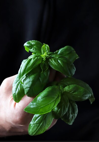 _TOOC_'s tweet photo. Basil Bonanza: Look What's Back! - *|https://t.co/15bPSb66VN|* We crush organic California basil with our olives to create a special, handcrafted basil olive oil. Drizzle this liquid gold over salads, pasta, breads & cheeses, as part of a fish, meat or vegetable marinade, chocolates, gelato & more!