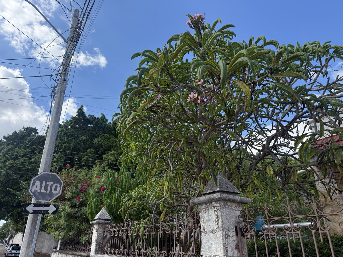 begin3d's tweet image. 昨日からメキシコのメリダで活動しております。1ヶ月強はメリダです。
今は忙しくて出かけられないので、写真はたんに宿の近くです。