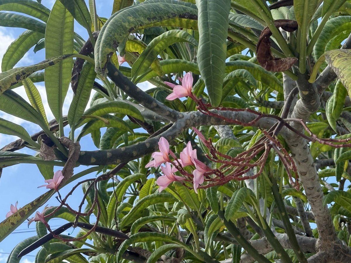 begin3d's tweet image. 昨日からメキシコのメリダで活動しております。1ヶ月強はメリダです。
今は忙しくて出かけられないので、写真はたんに宿の近くです。