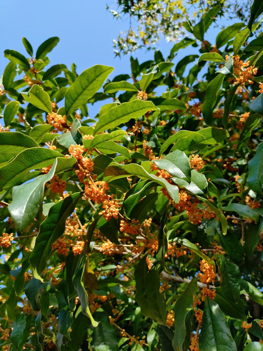 ramu✨５点❤️ Amazon.com: PANDORA Shining Path Charm, Sterling Silver