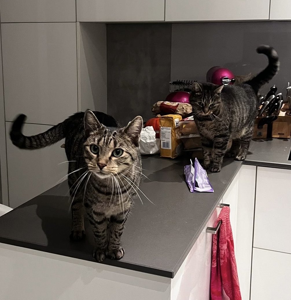 Zwei #nordstadtkatzen, beide frech wie Dreck, auf meiner Küchenanrichte 😤 geht’s noch, Mädels?? RUNTER DA!! 
Pünktchen/Tripoline und Knöpfchen/Sunni