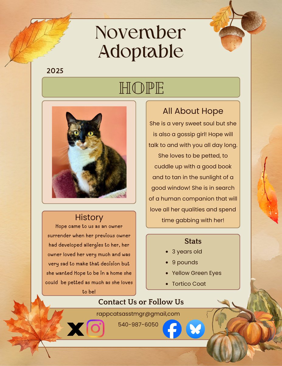 Who wouldn't love a girl like Hope?
She's a very rare Tortico (Calico Tortoiseshell Mix) and she's got the best personality to match her beautiful exterior!
Share her so she can find her #purrfect home!
#beautiful #goodcat #sweetgirl #share