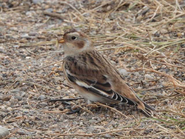 Alan Wrightson tweet media