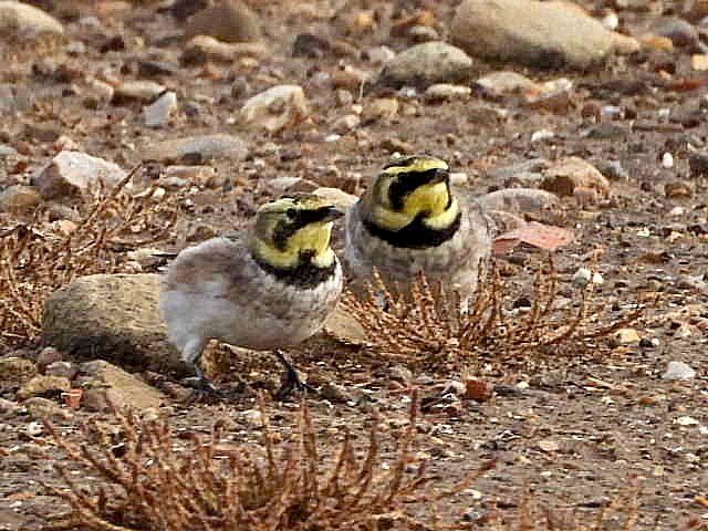 Alan Wrightson tweet media