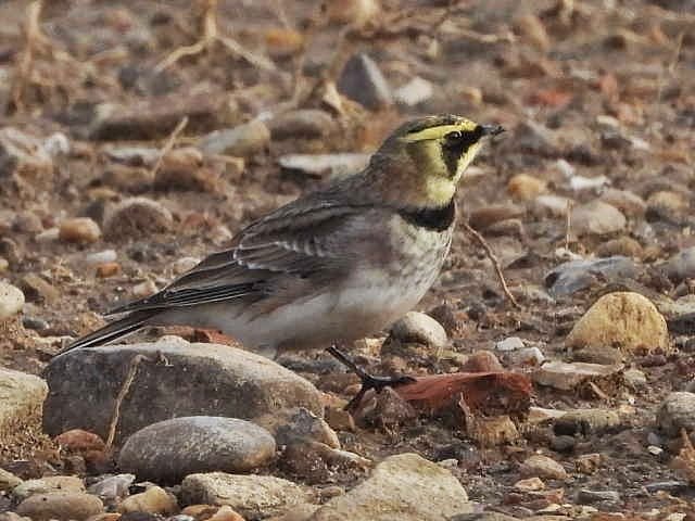 Alan Wrightson tweet media