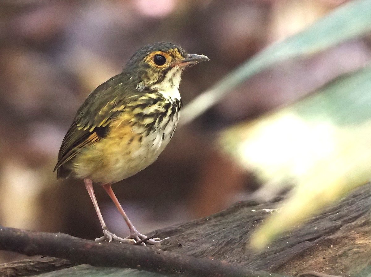 Benekli Antpitta - Spotted Antpitta
23 Ağust. 2025 Manaus , Brezilya
Foto : Tur liderimiz Eduardo Patrial'den.

Yine eBird de sadece binden fazla kaydı olan bir tür.
Grallariidae - Yerçavuşugiller Ailesi 4 Cins 55 tür. 3 Cins 10 türünü tanıdım.