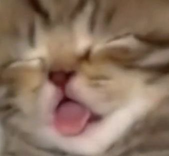 Cute Cats 🐱 (@cutecats_____) on Twitter photo 