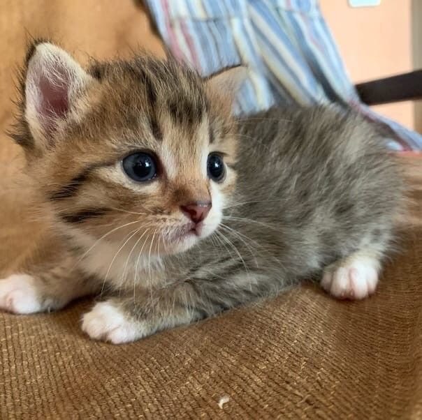 cutecats_____'s tweet photo. his name is last thing you ate https://t.co/fTmLoYvLMe