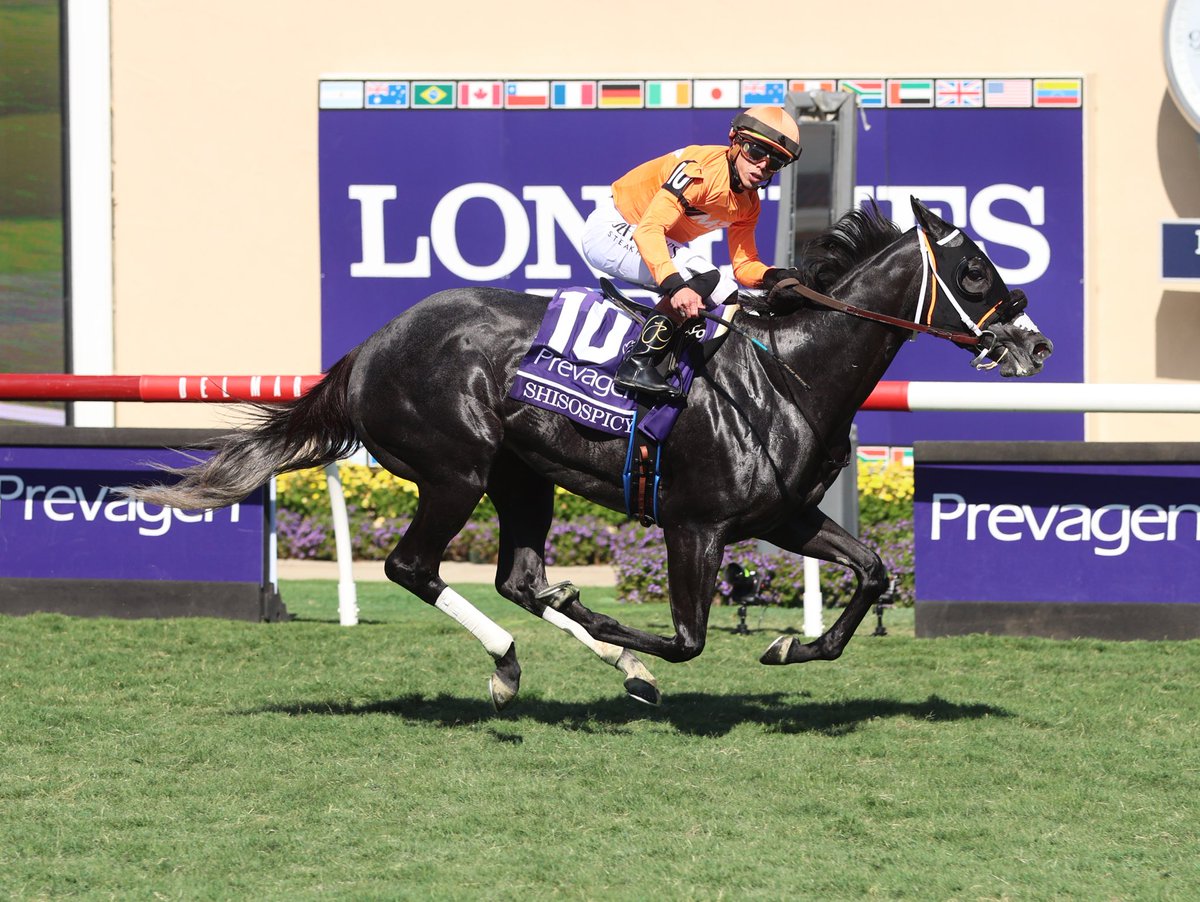 Shisospicy, shi so Breeders’ Cup winner! 🔥

Shisospicy beats not only boys, but also elders in the Turf Sprint! 🌶️ <a href="/iradortiz/">Iradortiz</a> <a href="/JFDAngelo/">Jose F D'Angelo</a> <a href="/MorplayRacing/">MORPLAY RACING</a>