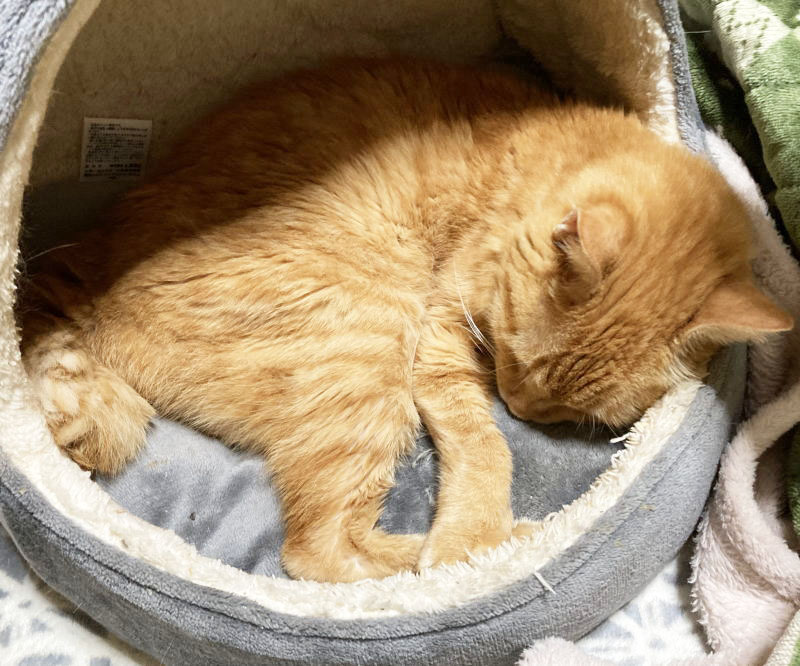 幸せの茶トラ 幸せの茶トラ happy “OTW”Cat day🎉 世界中の茶トラに感謝/