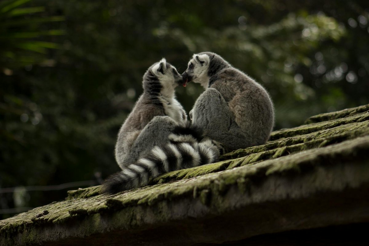 loopet_X's tweet photo. Loopet Animal of the Day: Ring-tailed Lemur π¦
Ring-tailed lemurs have striped tails, bright eyes, and a talent for sunbathing. Their lively groups βsingβ to each other at dawn.
#loopetTG #animal #web3 #solana #saveanimal #savethekids https://t.co/LktZbATvNA