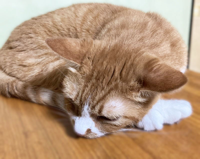 ハッピーにゃんにゃん on X