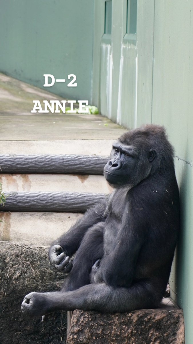 🦍こうくんママ🦍 on X