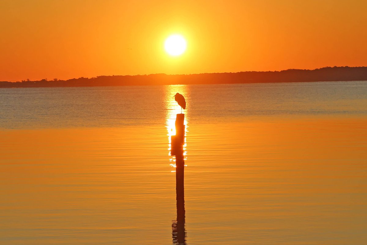 Great Blue Heron perched at sunrise over York River. <a href="/13NewsNow/">13News Now</a> <a href="/virginianpilot/">The Virginian-Pilot</a> <a href="/VLMuseum/">Virginia Living Museum</a>  <a href="/Virginiawildlif/">Virginiawildlife</a>