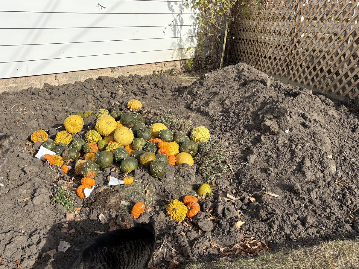 Somebody added protest signs to the pumpkins this morning. 😊 #RedforEd #autumninalberta #halloween2025 #medhat #stoptheexcuses #WeAreATA