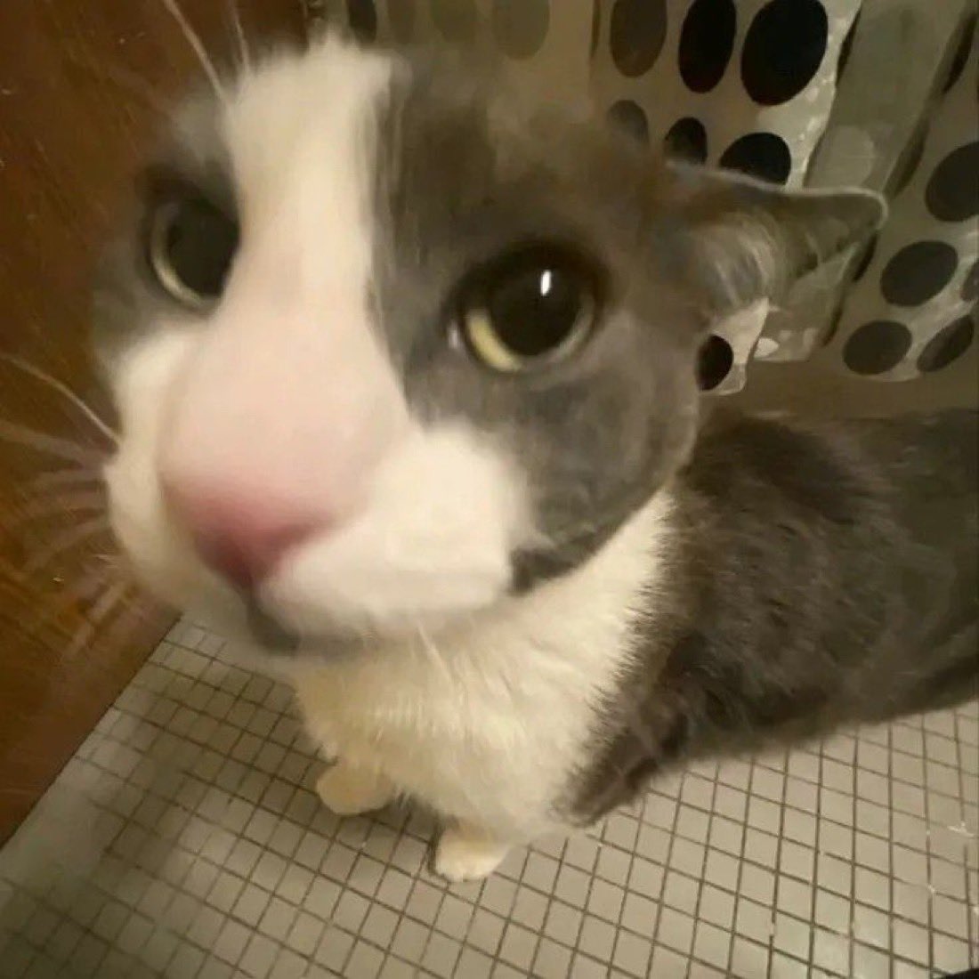 maruushae's tweet image. Nah kebab after latina head is dead ass the best combo ever