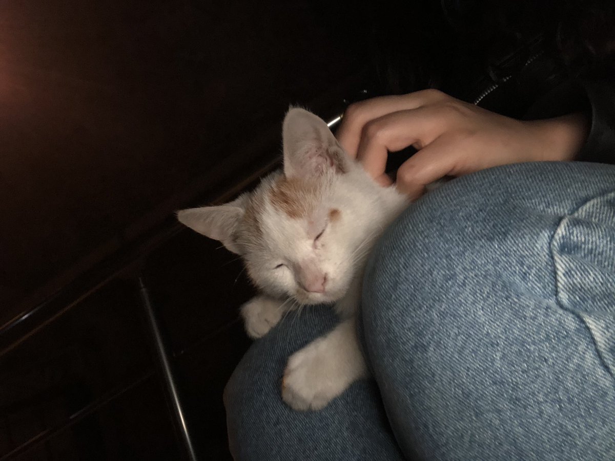 sen gel bizim kızımız ol