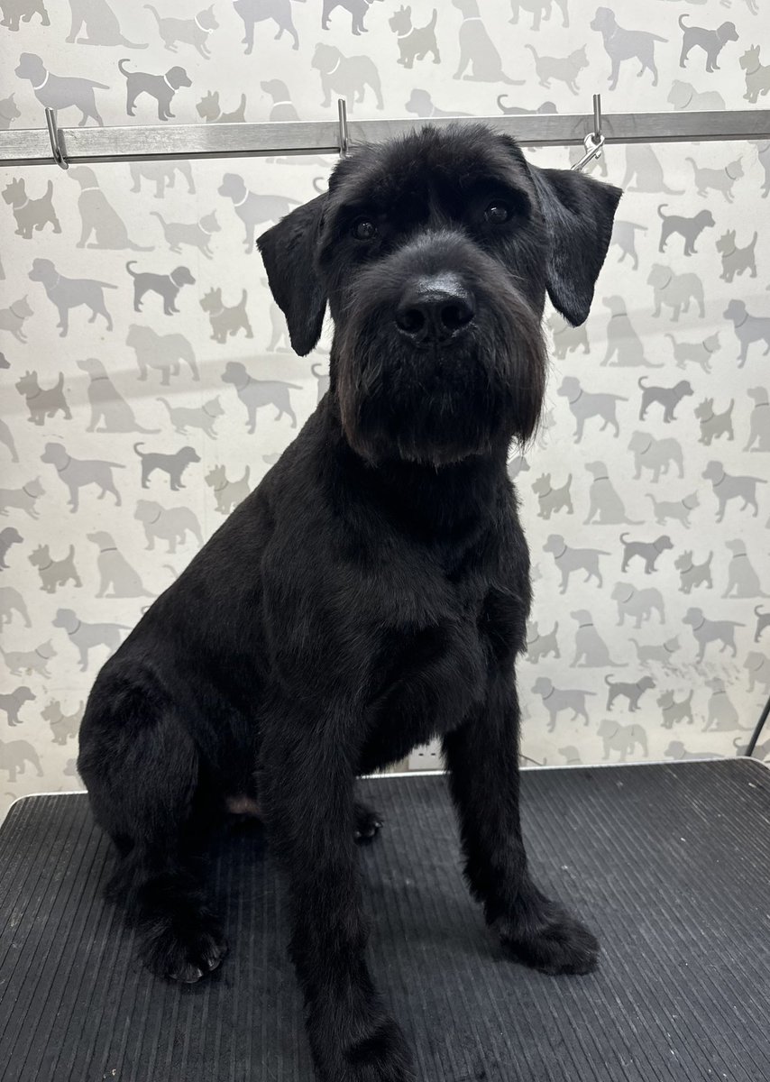 Mum spent Saturday with PD Bert &amp; PD Albert ✂️ how safe was she at work today !?! 💙🐾