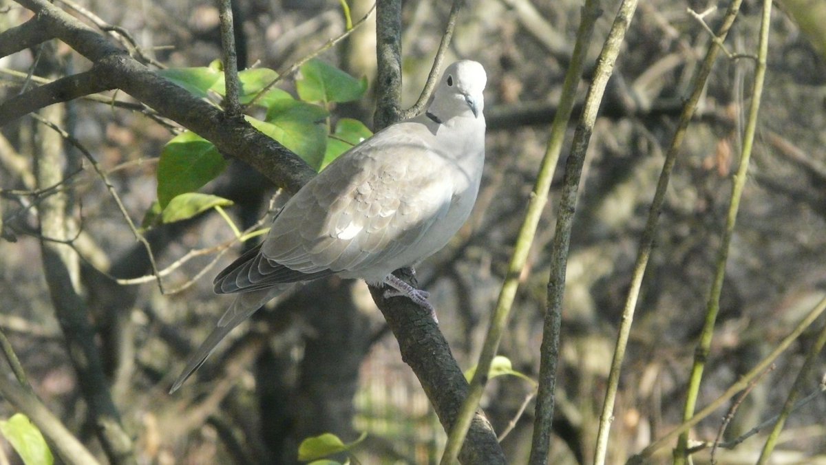 Bird for Sunday. Collared dove (Streptopelia decaocto, sierpówka). Nice neighbor, Kraków, Poland.