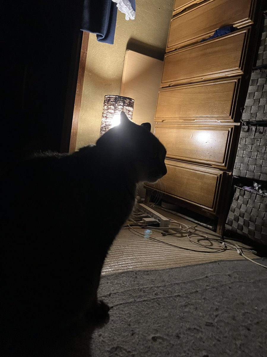 ネコ好きさん 開脚キンタマ。 ・ #猫 #ネコ #にゃんすたぐらむ #僕らの居場所