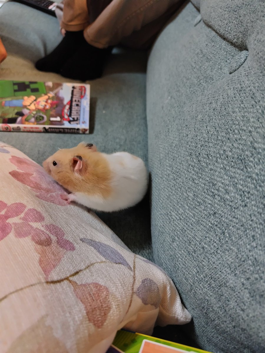 きなこやまページ きなこｸﾝ。 on X