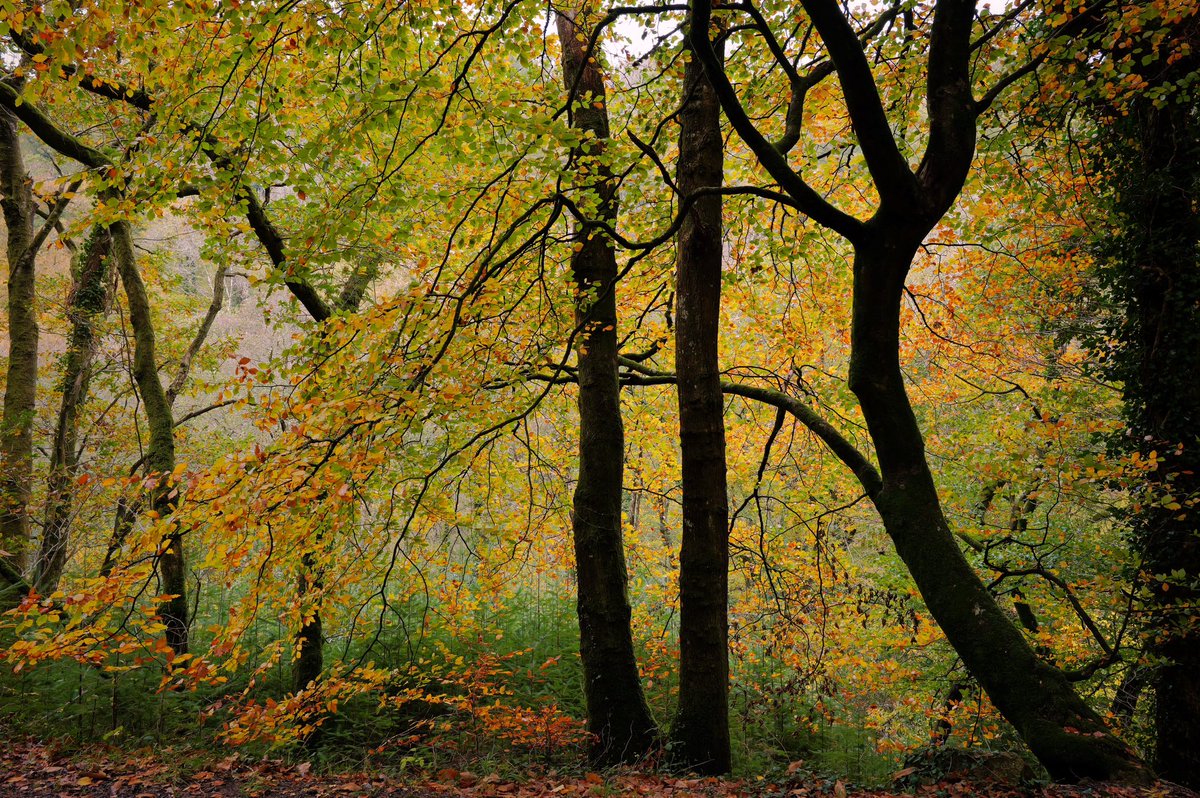 Saturday stroll in the woods. #dartmoor #autumncolour