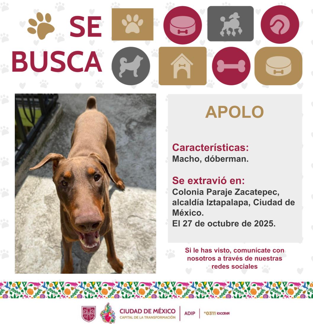 ¡WALDO y APOLO están extraviados! 🐶 

Ayúdales a regresar a casa. 🐾🐾🏠
 
Si les encuentras 🔍comunícate a nuestra línea *0311📱, disponible las 24 horas.🕛

#AnteLaDudaLocatel
#LocatelContigo
